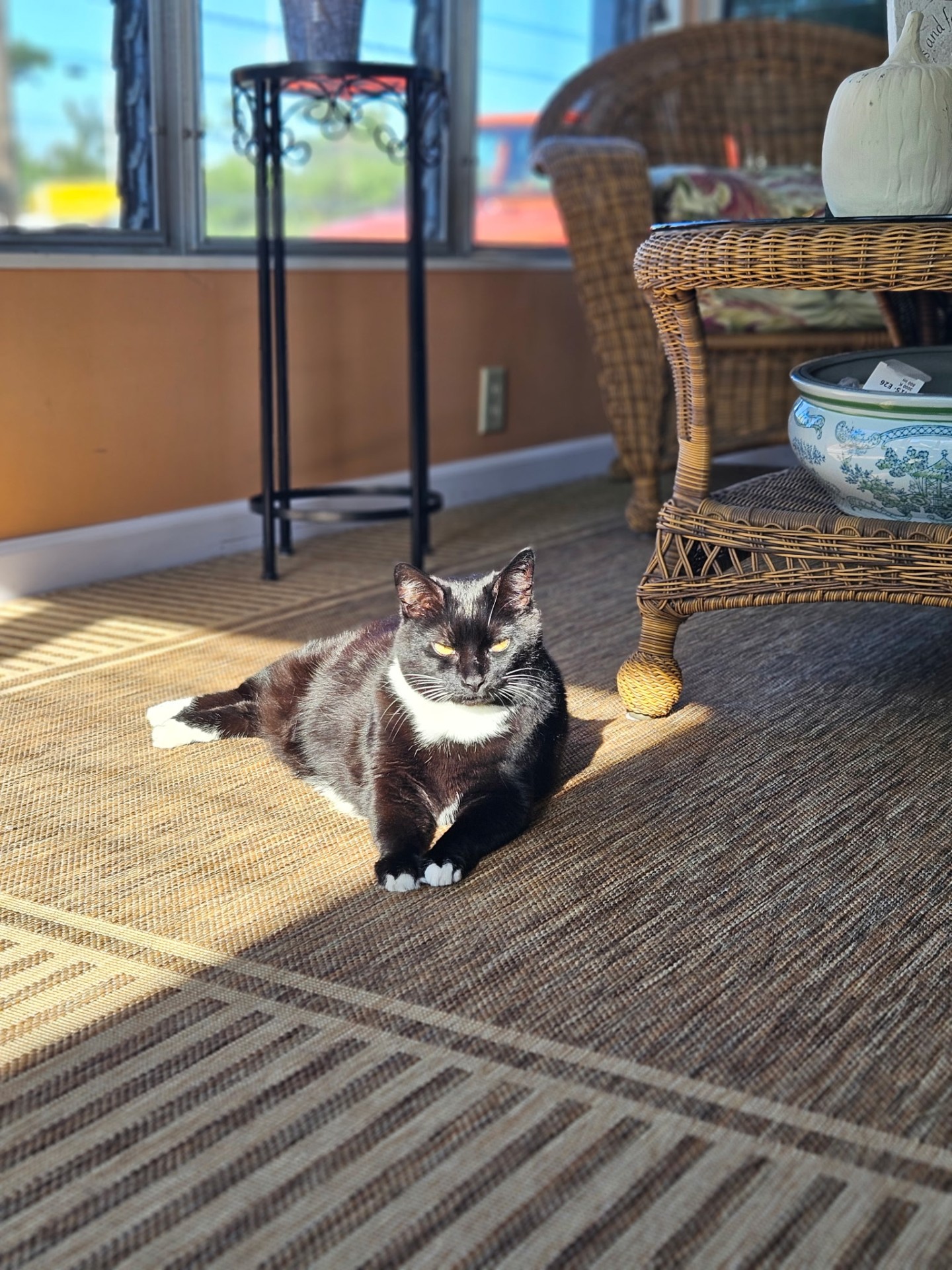 Tuxedo cat sunbathing on the rug during a pet sitting visit in Elmhurst, IL