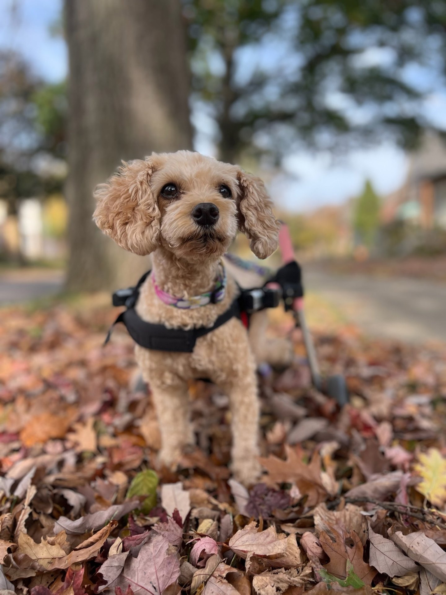 Cavapoo on an autumn dog walk in Elmhurst, IL