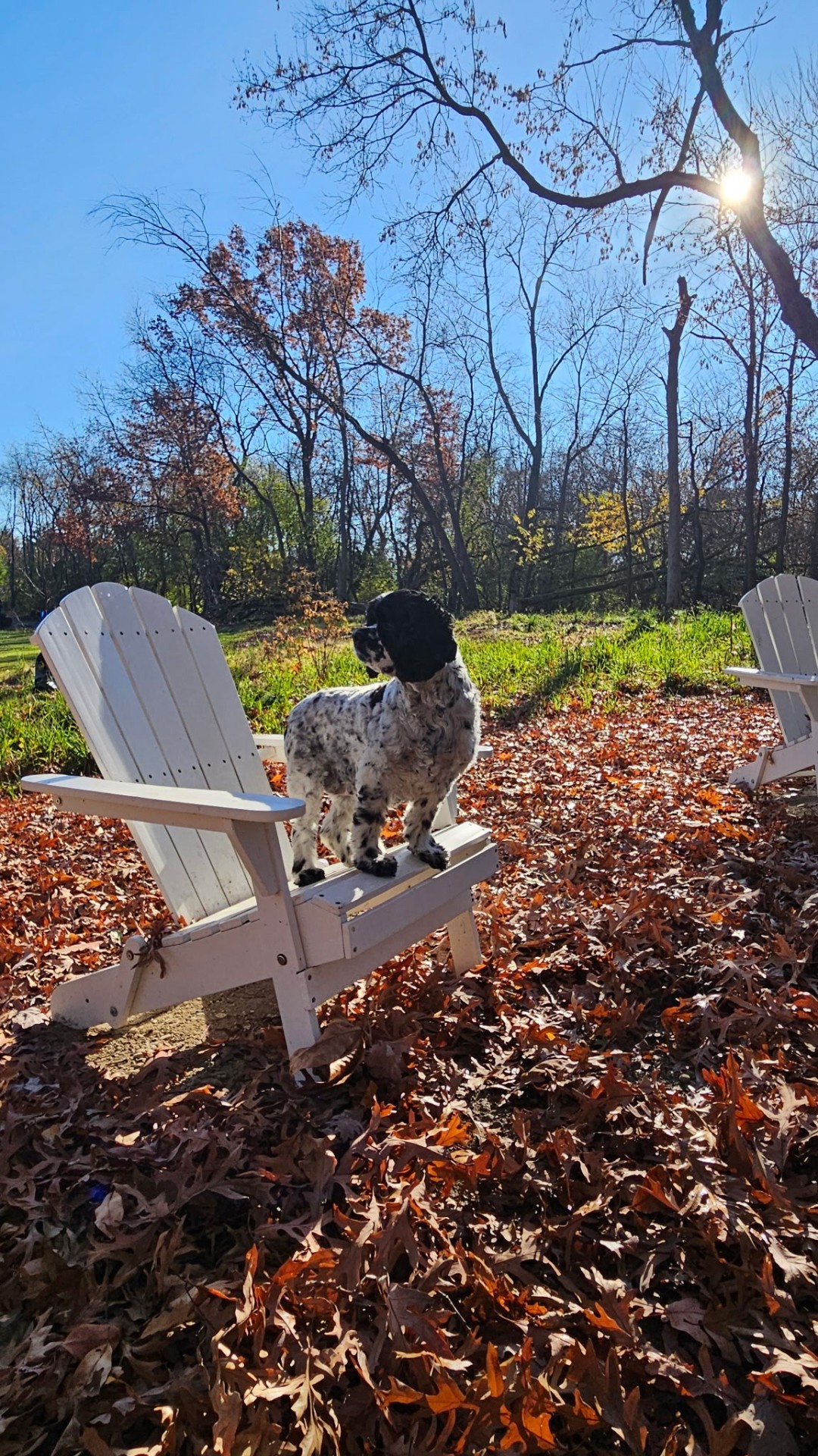 Dog Walking in the Chicago western suburbs